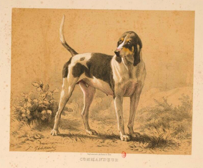 Commandeur par J. Gélibert - Tiré de l'Exposition du Bois de Boulogne (1863) - Journal des chasseurs